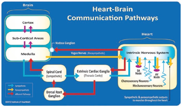 Heart Brain Comm Paths